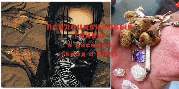 шишки Нея