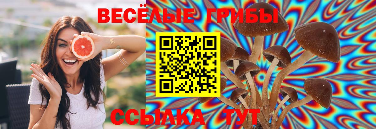 Псилоцибиновые грибы Cubensis Пыть-Ях